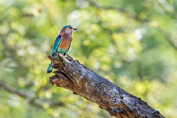 specie Coracias benghalensis family of Coraciidae
