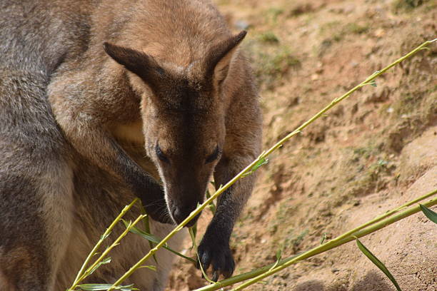 istock wallaby kangaroo animal outdoors 586710242
