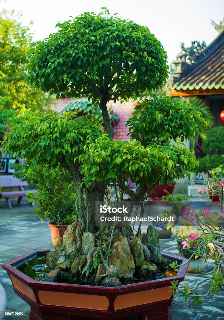 gravid Surrey Begrænsninger Large Bonsai Tree In Asian Garden Stock Photo - Download Image Now - Asia,  Backgrounds, Bonsai Tree - iStock