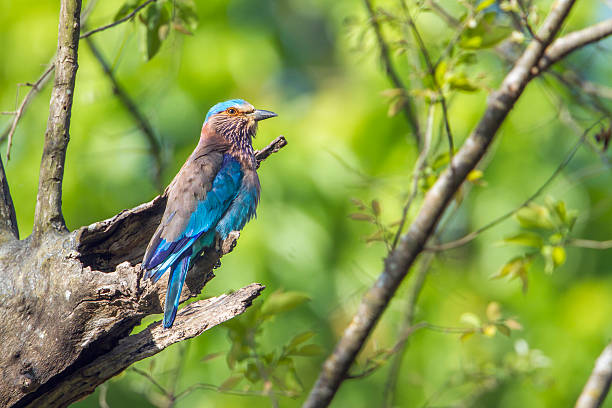 Indian roller in Bardia national park, Nepal specie Coracias benghalensis family of Coraciidae coracias benghalensis stock pictures, royalty-free photos & images
