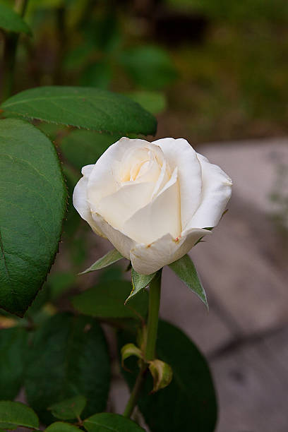 istock White rose in the garden 586711534