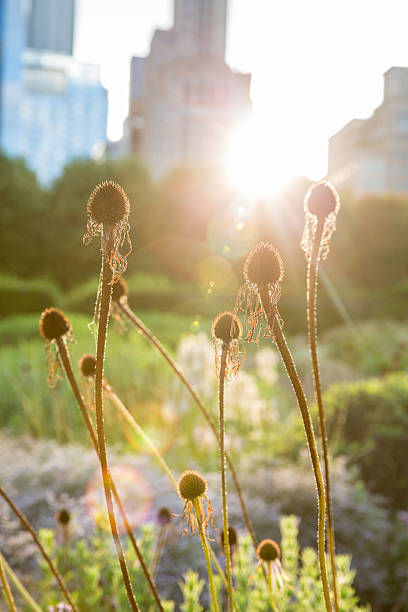 istock Sunset in the garden 586711728