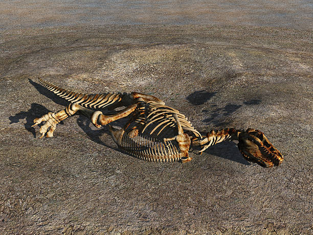 scheletro di dinosauro - animale estinto foto e immagini stock