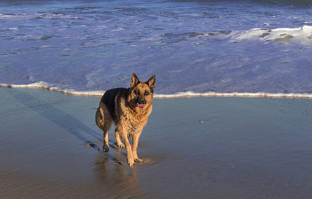 istock German Shepherd dog on the beach 586711860