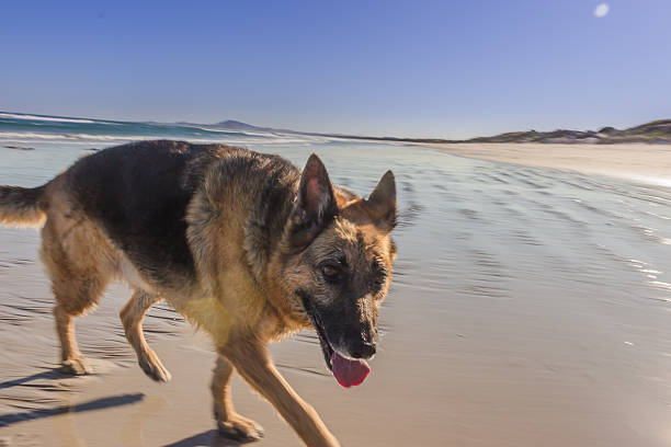 istock German Shepherd dog on the beach 586712344