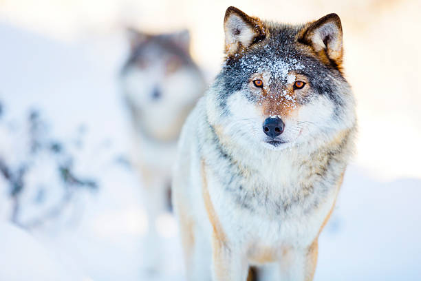 寒い冬の風景の中で2匹のオオカミ - animal dog winter snow ストックフォトと画像