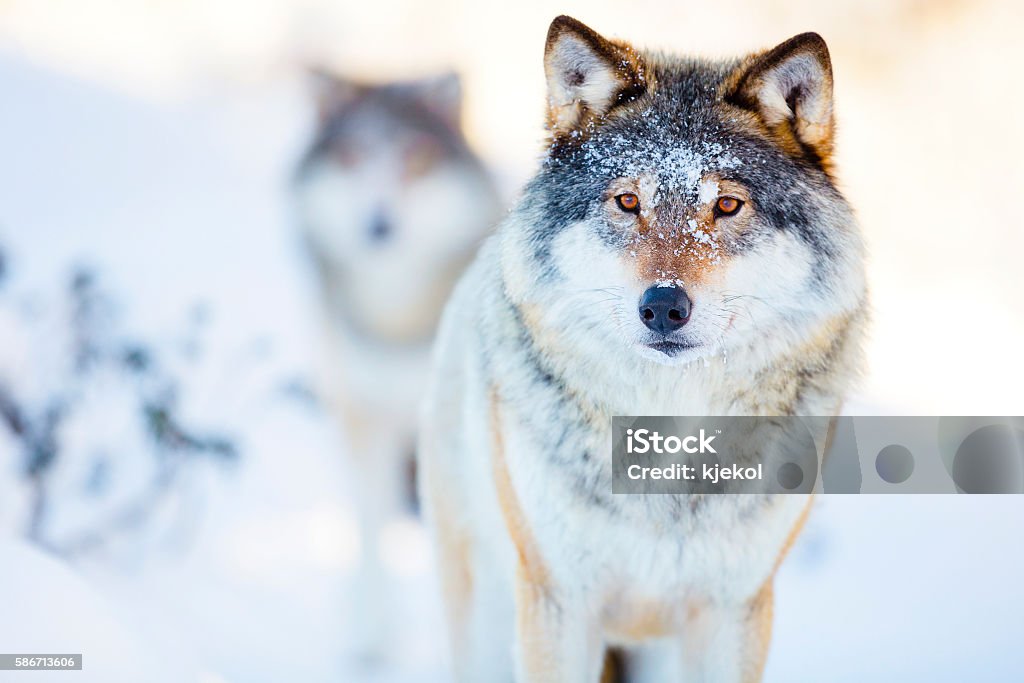 Two wolves in cold winter landscape Wolf pack walking in the woods a cold winter day. Snow on the ground and on the trees. Wolf Stock Photo