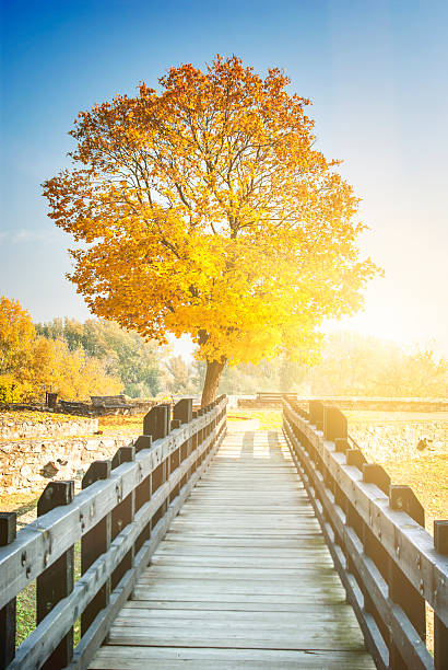 istock Colorful autumn sunny bright landscape 586713688