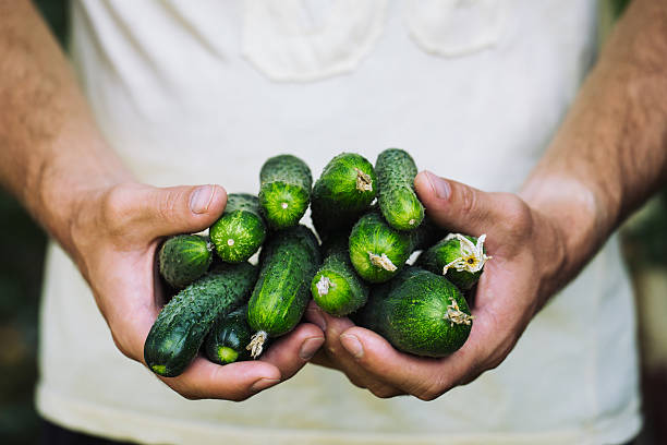 la agricultora tiene pepinos orgánicos frescos en sus manos - biology vegetable farmer fruit fotografías e imágenes de stock