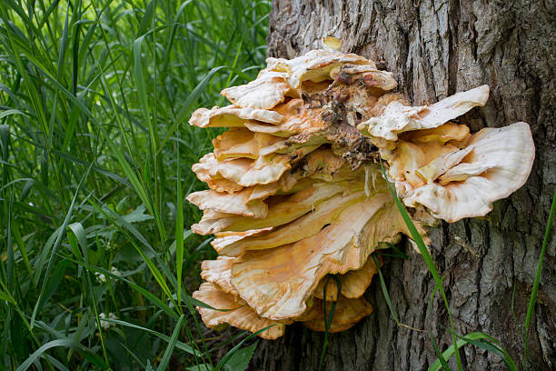istock Tree fungus growing on wood. 586714518