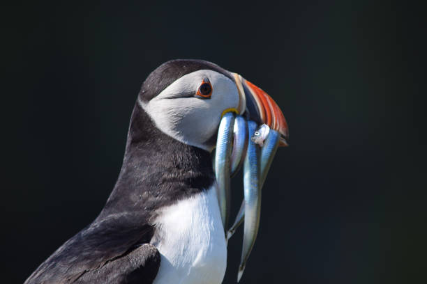 istock Puffin With a Beak Full of Sand Eels 586714554