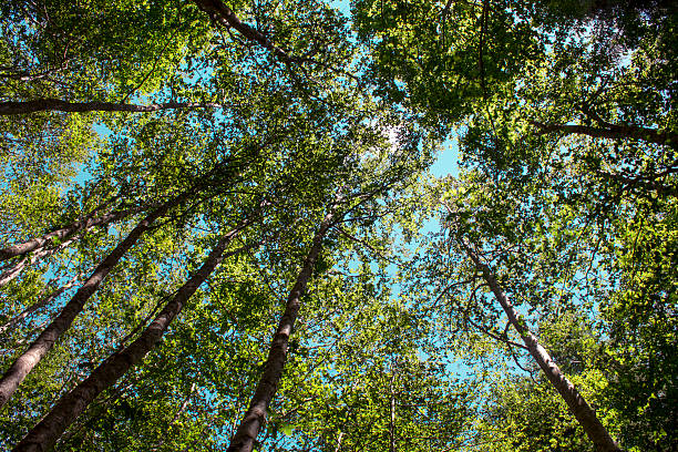 istock summer forest trees. nature green wood sunlight backgrounds 586714592