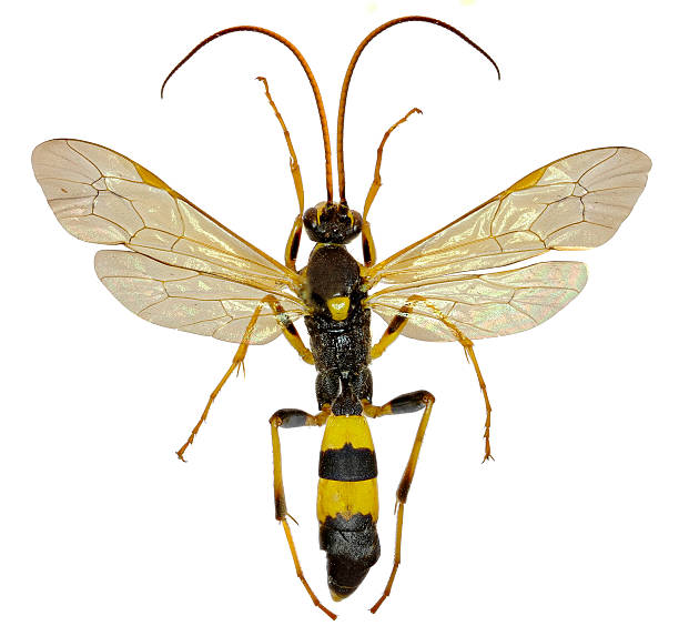 istock The Parasitic Wasp Amblyteles on white Background 586714802