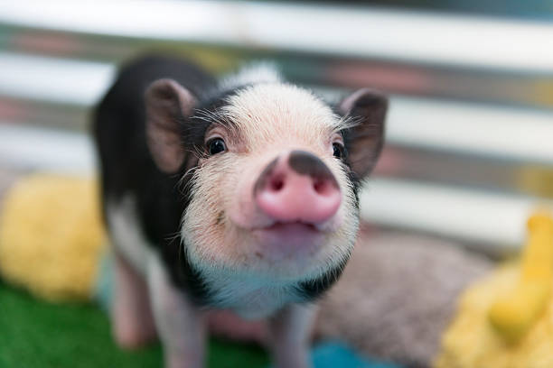 Cute baby piglet Closeup of mini pig baby. short hair photos stock pictures, royalty-free photos & images