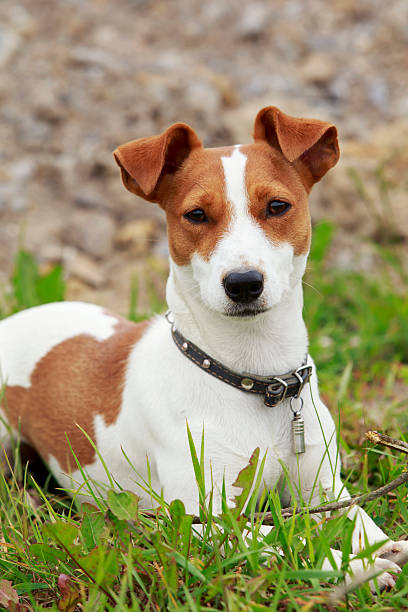 istock the Jack Russell Terrier dog 586715950