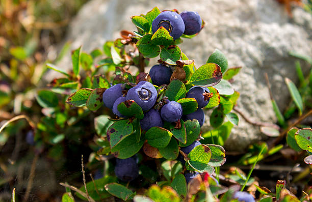 istock Fresh Shaded Blueberries Ripening On Bush 586716078