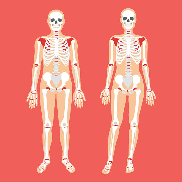 벡터 인간 해부학, 골격 시스템. 여성과 남성의 몸, 해골 - human bone the human body healthcare and medicine human skeleton stock illustrations