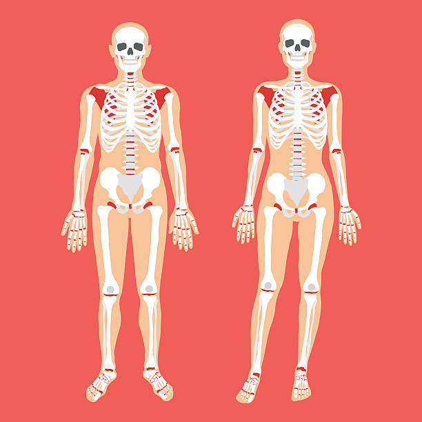 векторная анатомия человека, скелетная система. тела женщин и мужчин, скелеты - human spine human bone human vertebra rib cage stock illustrations