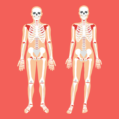 Human anatomy and skeletal system. Female and male bodies and skeletons. Modern concepts for web banners, infographics, websites, printed materials. Flat style design vector illustration