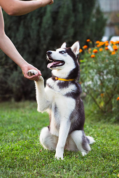 istock Siberian Husky. The Siberian Husky rests on the grass. 586716726