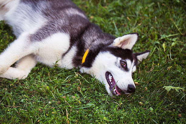 istock Siberian Husky. The Siberian Husky rests on the grass. 586717002