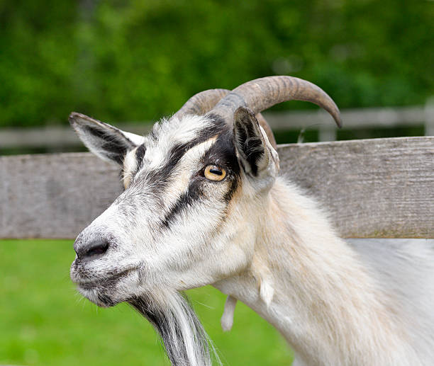 istock The portrait of funny goat with  beard 586718054