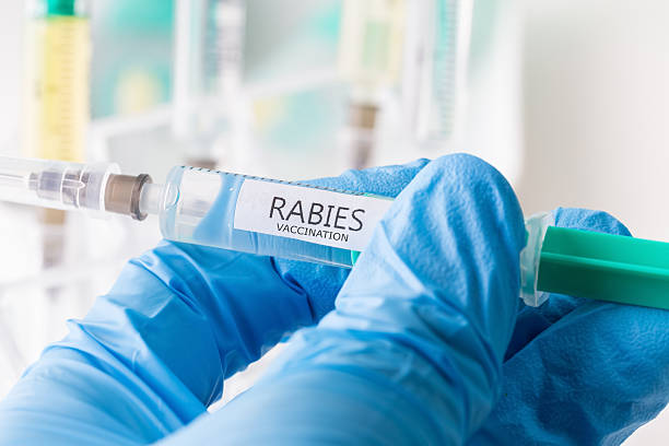 rabies vaccination stock photo