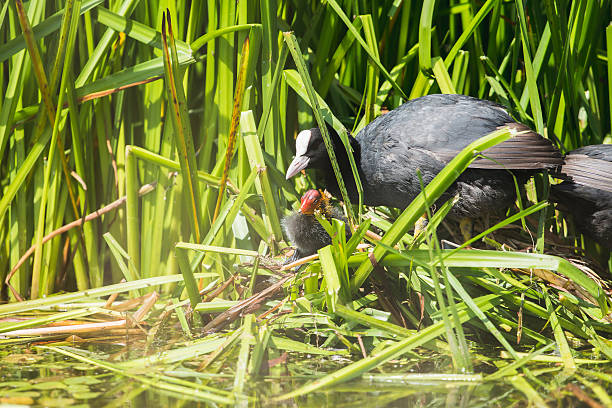 istock Common Coot (Fulica atra) parent with chick on nest, Leiden. 586720626
