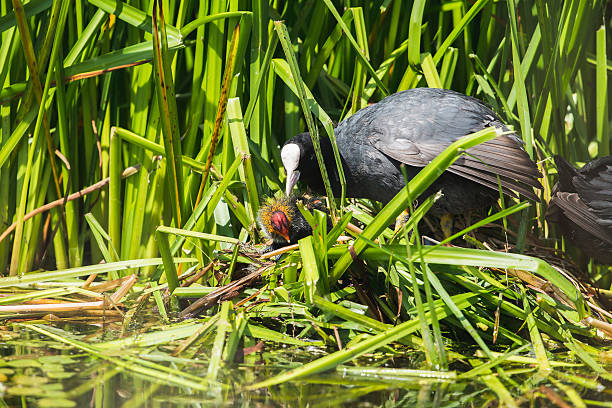 istock Common Coot (Fulica atra) parent with chick on nest, Leiden. 586720692