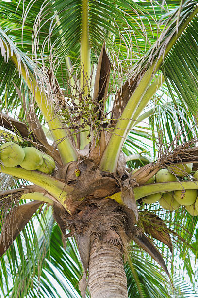 palme con noci di cocco a china beach a danang in vietnam - nuoc foto e immagini stock