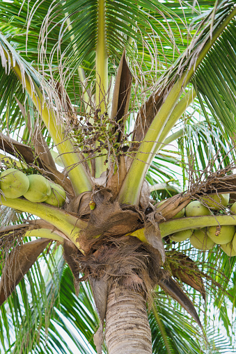 Palms with coconuts at the China Beach in Danang in Vietnam. It is also called Non Nuoc Beach.