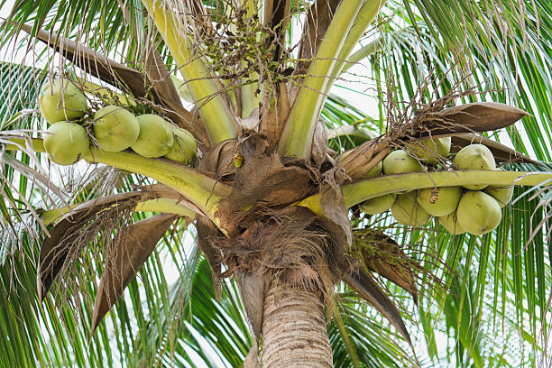 palme con noci di cocco sulla spiaggia cinese di danang in vietnam - nuoc foto e immagini stock