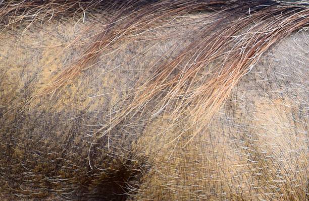 istock warthog pig animal skin close up macro background 586722382
