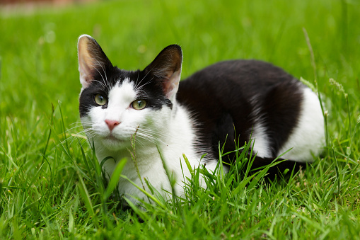 White and black cat sitting in lush green grass looking at the camera quizzically.