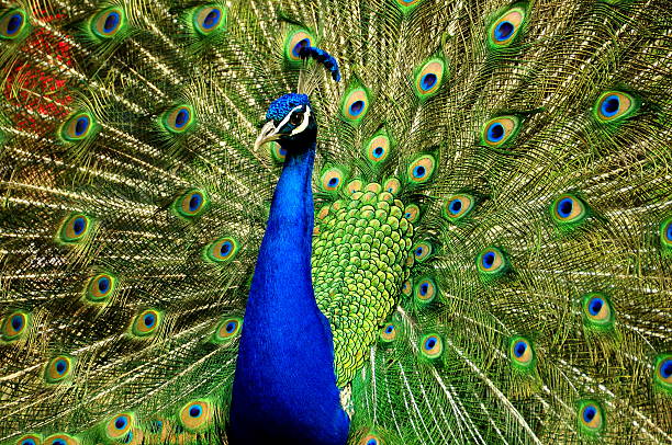 istock Male Peacock close up 586727104