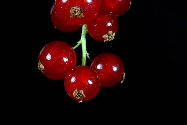 Red Currants