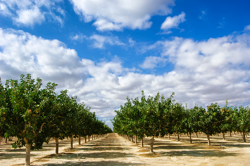 An apple tree with apples on a blue sky background. Apples on an apple tree. Ripe apples on a tree. Apples are ready to be harvested. Wild apple tree.