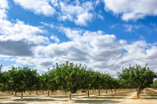 Deep focus image of ripening pistachio (Pistacia vera) nuts growing in clusters on a central California orchard below a cloud filled sky.