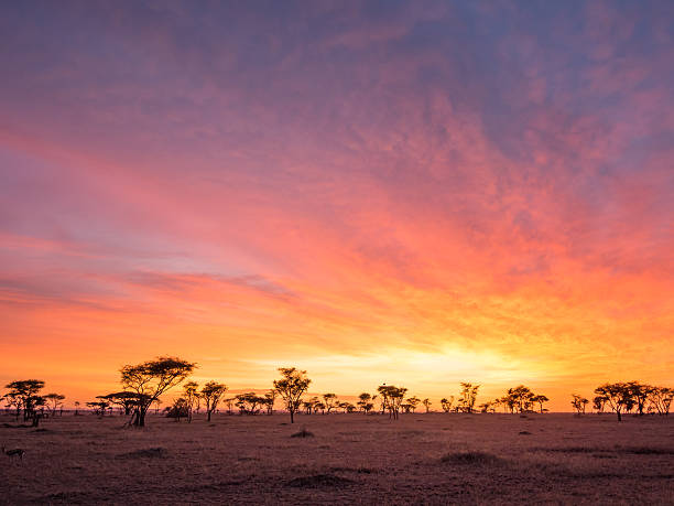 sonnenaufgang über ebenen im serengeti nationalpark, tansania - african sunrise stock-fotos und bilder