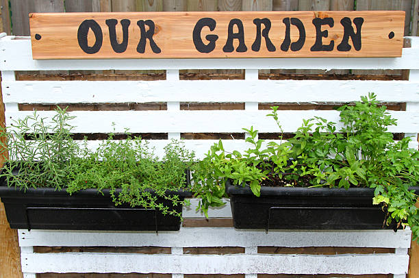 istock Containers of herbs on a pallet 586731314