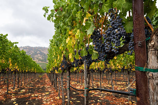 rangée de vignes en automne avec des raisins rouges à la vendange - vineyard napa valley field in a row photos et images de collection