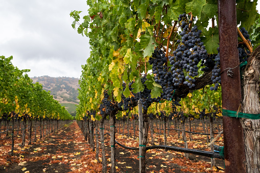 Purple grapes hang from vines in Napa Valley, California in fall. Fallen leaves on the ground and trellising of grapevines.