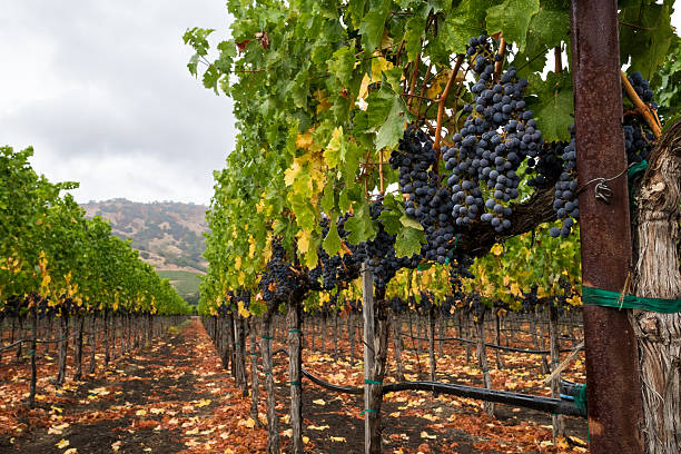Vineyard row in autumn with red wine grapes at harvest Purple grapes hang from vines in Napa Valley, California in fall. Fallen leaves on the ground and trellising of grapevines. sonoma county stock pictures, royalty-free photos & images