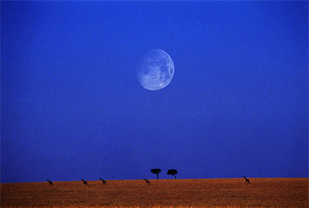 istock Giraffe line with the moon late in Masai Mara, Kenya 586732790