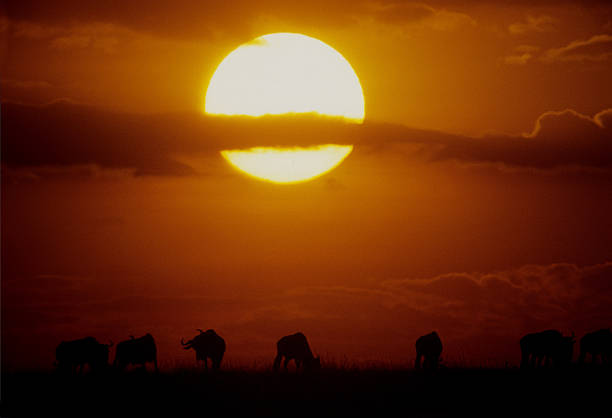istock Wildbeast migration at sunset, Masai Mara, Kenya 586732944
