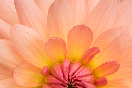 Top view on blooming crocus with violet and white stripes. Close up of crocus flower in spring.