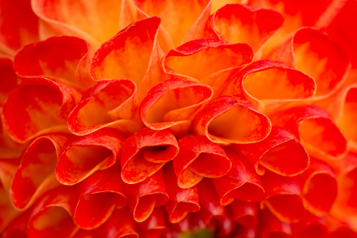 Orange Dahlia Macro