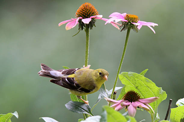 Perching Goldfinch stock photo