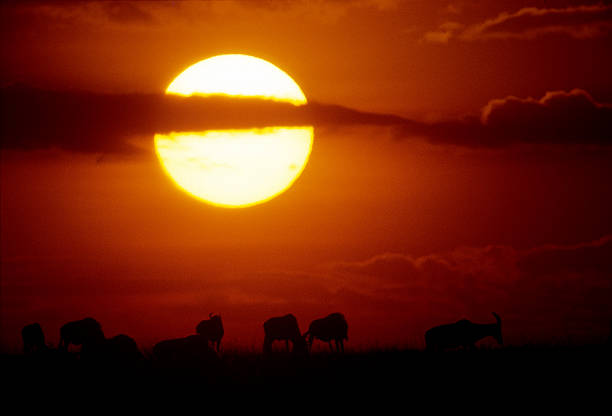 istock Wildbeast migration at sunset, Masai Mara, Kenya 586735094