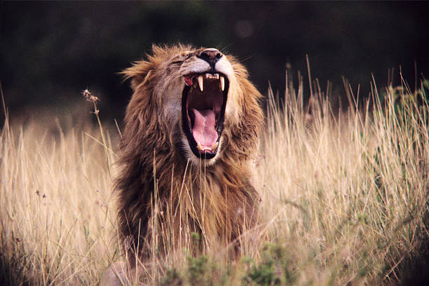 istock Male lion on the open plain, Masai Mara Game Reserve 586735564